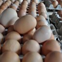 Yumurta fiyatı üreticiye nefes aldırdı