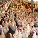 Çin'de büyük korku