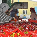 Hollanda’ya salça ihracatı artıyor