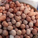 'Yumurta fiyatları normal'