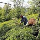 Türk çayı 86 ülkeye satıldı