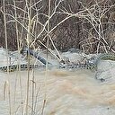 Manisa'da görülen dev yılan şoke etti