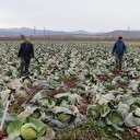 Tarlada 35 kuruş pazarda 7 lira