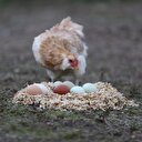 'Yeşil yumurtlayan tavuk' karaborsa oldu