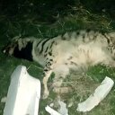 Çok nadir görülüyordu: Telef oldu