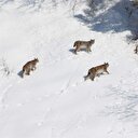 Bayburt'ta vaşakları vatandaşlar görüntüledi