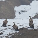 Akbabalar videokapana yakalandı