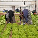 Üreticide 50 kuruş tezgahta 5 lira