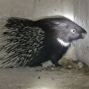 'Oklu Kirpi' barajdaki çalışmaları durdurdu