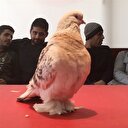 Lüks araç fiyatına güvercin