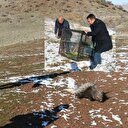 Oklu kirpiyi satarken yakalandılar