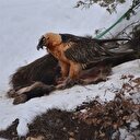 Türkiye'de nadir görülüyordu böyle görüntülendi