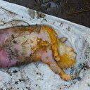 İnsan yüzlü kuzu görenleri şoke etti