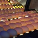 Yumurta fiyatının aylık belirlenmesi ihracatçıyı rahatlattı