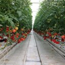 Türk ekonomisinden cesaret aldı "topraksız sera" kurdu