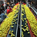 İhracatta sevindirici artış