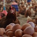 Kümes hayvancılığı üretimi arttı