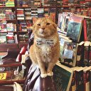 Mekanımızın sahibi bir kedi