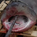 Marmara'da 'camgöz' yakalandı