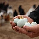 Bıldırcın yumurtası ‘out’ yeşil yumurta ‘in’