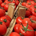 Domatesin ekonomiye katkısı 12,7 milyar lira