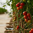 Domates ihracatında Rusya beklentisi