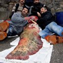 İznik Gölü'nde yakalandı: Tam 100 kilo