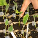 Hollanda'dan ithalatı bitirecek buluş