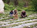 Padişah sofralarının vazgeçilmezi gün sayıyor