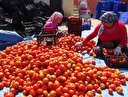 Ekonomi kurmaylarının domates kararı: Ahmet yiyemiyorsa İvan'a da yok