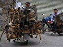 Çin’de ’Yulin Köpek Eti Festivali’ yasaklandı