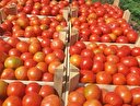 En ucuzu domates