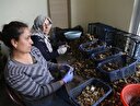 Avrupa sofralarını süslüyor