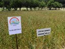 Çölyak hastalarına özel ekmek tarlası