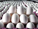 Yumurta fiyatları dip yaptı