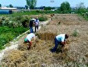 Kent Bostanları buğday ambarı gibi