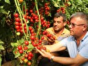Çeri domates üreticisine kazandırıyor