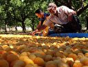 Kayısı üreticilerinin yüzü gülüyor