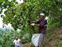 Karadeniz'de fındık hasadı başladı
