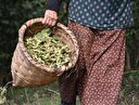 Karadeniz’de yeşil altın hasadı başladı