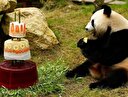 Pandanın 4'üncü yaş günü böyle kutlandı