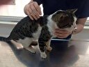 Antalya'da kedi katliamı: 4 kedi vuruldu