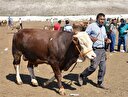 Kurban kesmek Kur'an'da geçiyor mu?