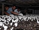 2.5 milyon lira maliyetle kurdu ayda 50 ton üretiyor