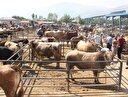 İstanbul Arnavutköy kurban kesim yerleri! Arnavutköy kurban satış yerleri!