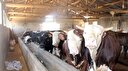 Kurban duası: Kurban keserken okunacak dualar nelerdir?