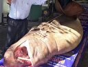 Marmara'da yakalandı: Tam 1,2 ton