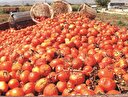 Üreticiyi Rusya'nın açıklaması umutlandırdı