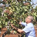Kilis’te dünyada benzeri olmayan fıstık üretildi
