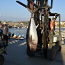 Balıkçı teknesini 2,5 kilometre sürükledi 1,5 saatte yakalandı